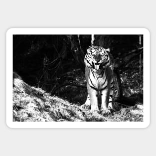 Year of the tiger 2022 /  Swiss Artwork Photography Sticker